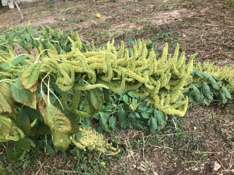 Manna de Montana amaránt, Amaranthus hypochondriacus, amaránt, gabona
